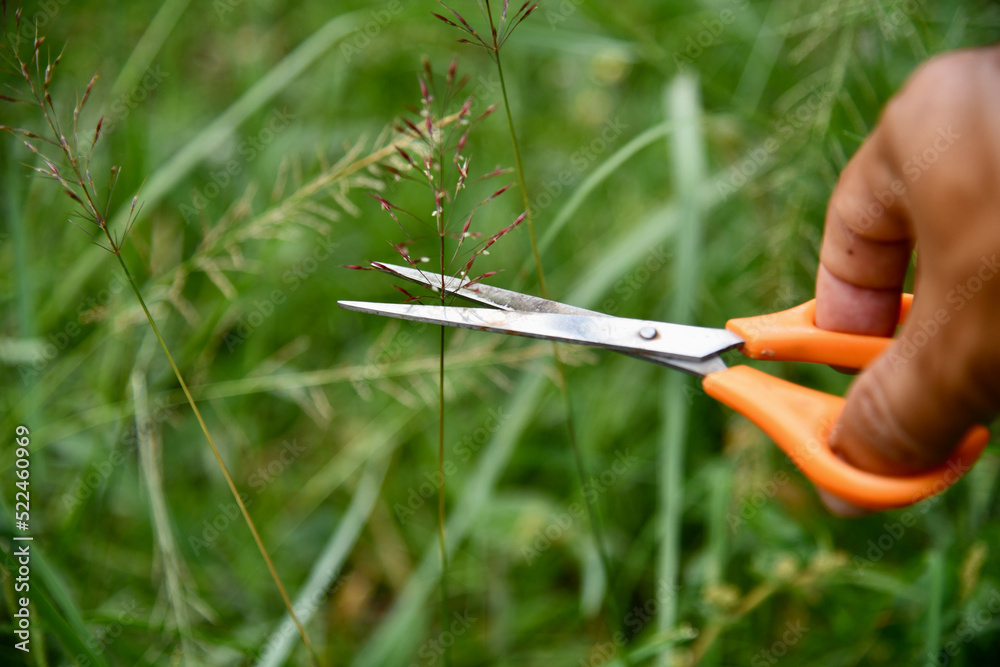 cutting grass with scissors Stock Photo Adobe Stock