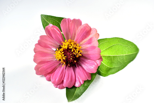 Billede på lærred Pink color zinnia flower, major, with green leaves on a white background