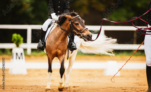 A child is sitting astride a saddle on a piebald pony, which is led by a horse breeder along a sandy arena at equestrian competitions for a rein. Equestrian sports. Horse riding. photo