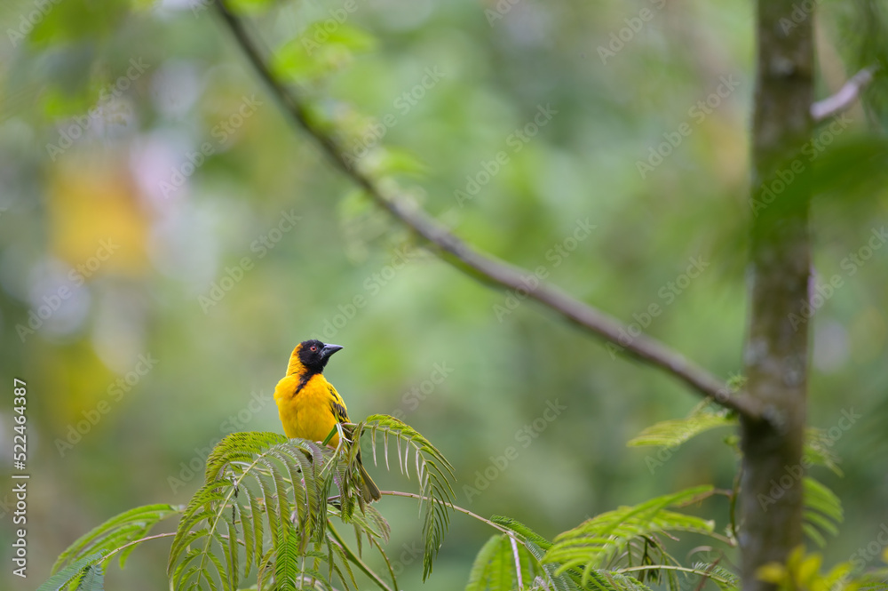 A Village Weaver sitting on a tree A Village Weaver sitting on a tree