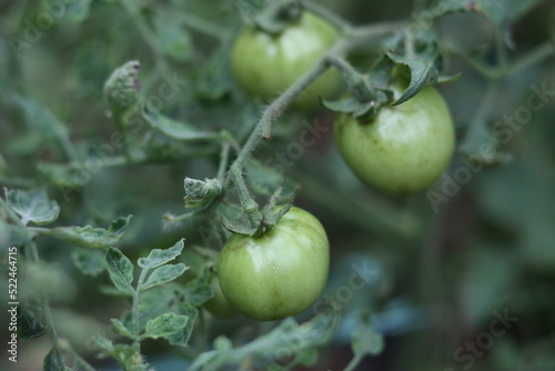 green tomatoes indicate not ready to be harvested