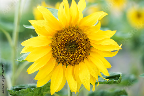 Sunflowers in the fields during sunset in Serbia