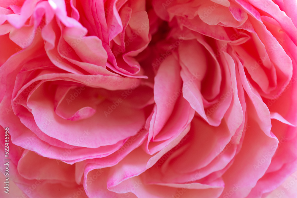 Rose rose