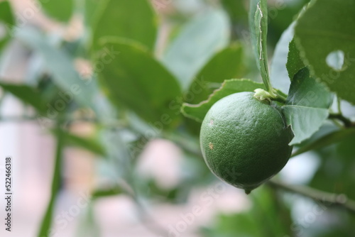 Wallpaper Mural green tomatoes indicate not ready to be harvested Torontodigital.ca