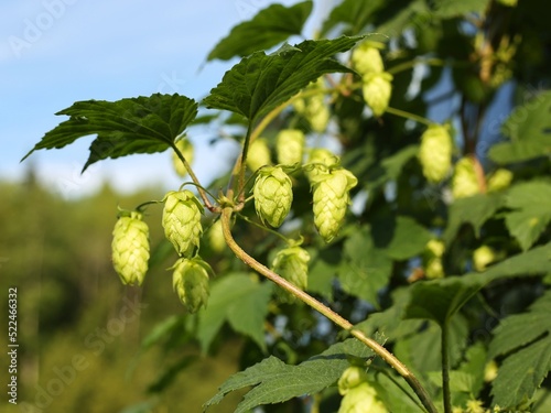 Green fresh hop cones for making beer. Agricultural background.