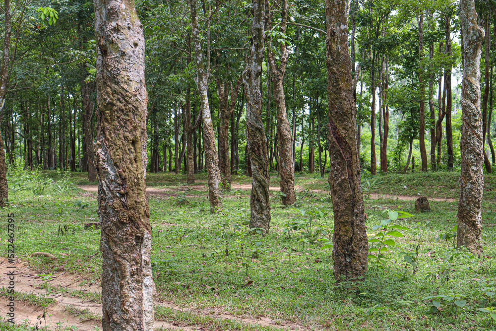 Obraz premium natural raw rubber tree plant
