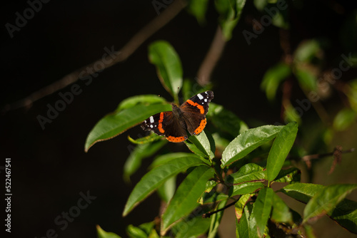 red admiral or Vanessa atalanta © Надя Запара