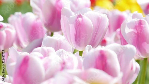 Pink tulips swaying in wind under sunlight, close-up
