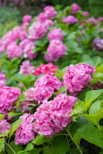 pink hydrangea flowers in garden © Анастасия Жукова