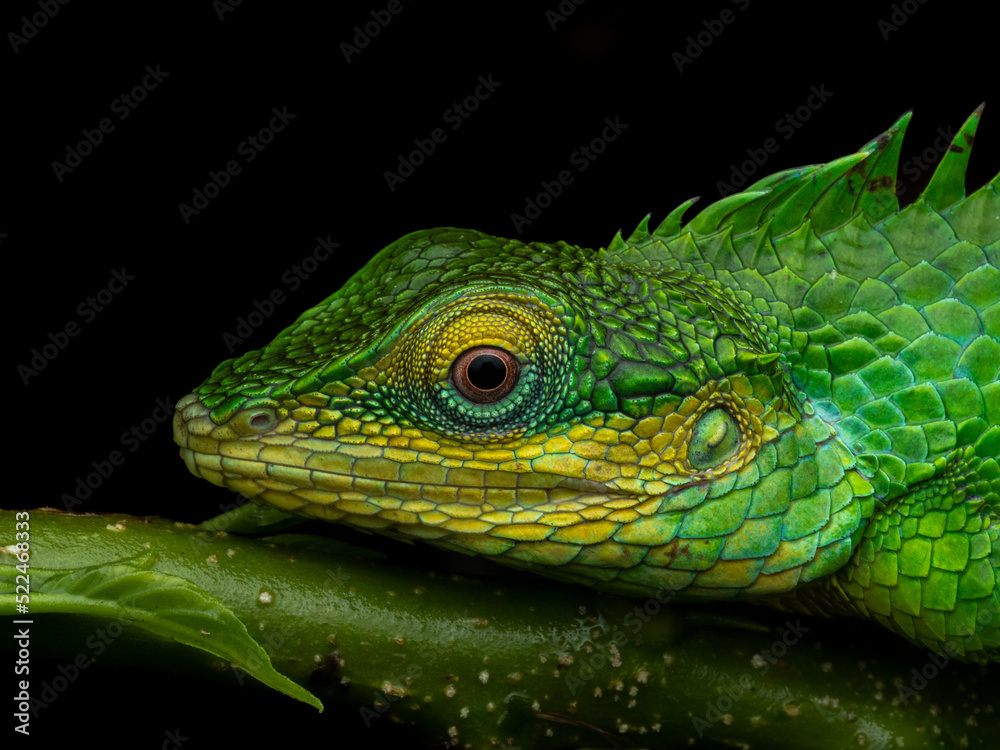 Close-up portrait of a large-scaled forest lizard under diffused lighting at Munnar, Kerala, India Close-up portrait of a large-scaled forest lizard under diffused lighting at Munnar, Kerala, India