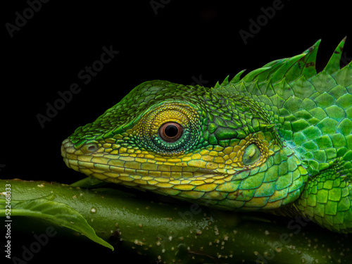 Close-up portrait of a large-scaled forest lizard under diffused lighting at Munnar  Kerala  India