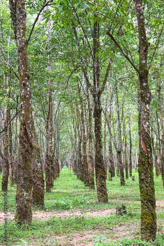 natural raw rubber tree plant