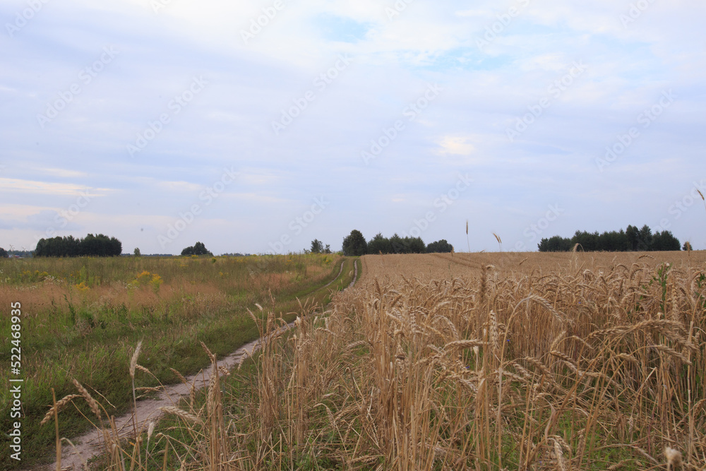 the road to the field with wheat ears