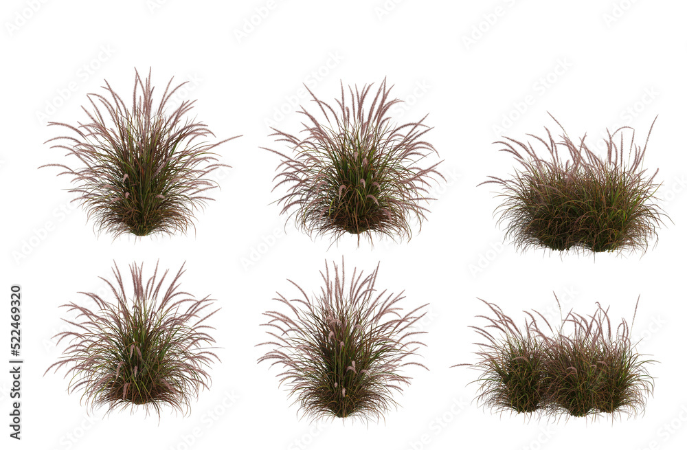 Obraz premium Grass blossoms on a transparent background