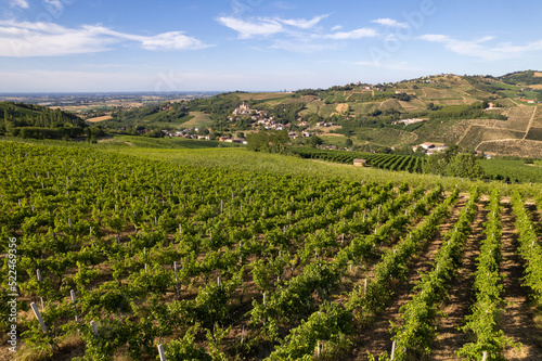 Aerial view of vineyards and farmland in summer, Pavia, Lombardy, Italy