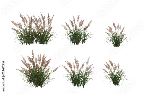 Grass blossoms on a transparent background