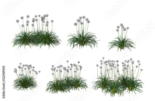 Grass blossoms on a transparent background