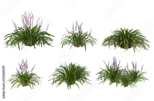 Grass blossoms on a transparent background