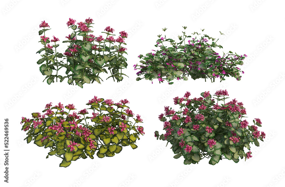 Fototapeta premium Flowers on a transparent background
