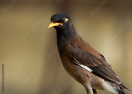 Bird. Portrait of bird. Common myna. Indian myna. Mynah. Natural background. Beautiful birds. © Jalpa Malam