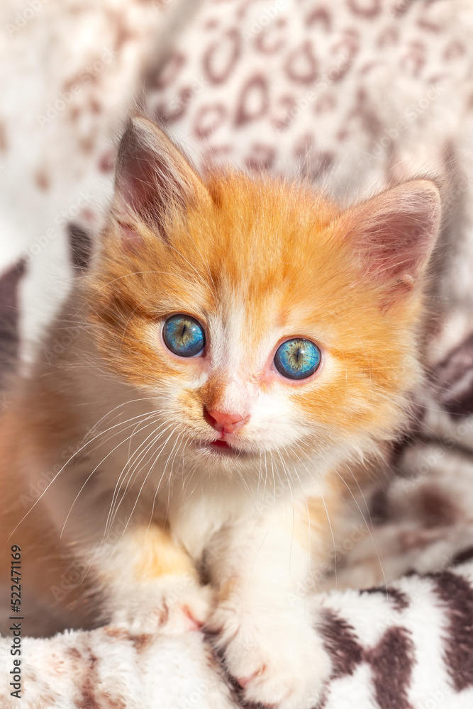 A small red kitten looks with surprise. Cat in the house, education and care