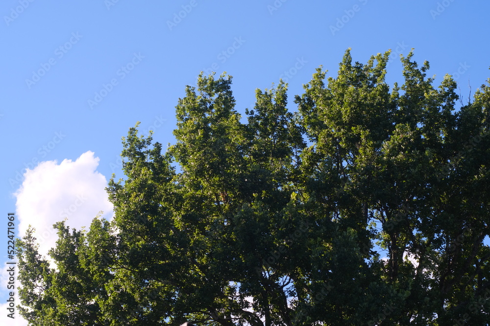 The crown of an old oak tree against a blue sky The crown of an old oak tree against a blue sky