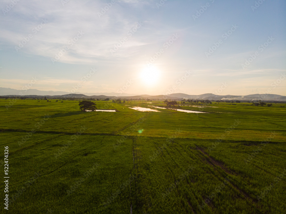 Green paddy rice plantation field against blue sky cloud sunset light