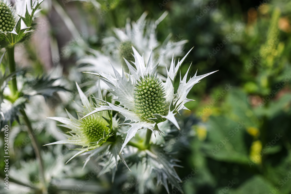 Zdjęcie Stock Eryngium giganteum, with the common name Miss Willmott's