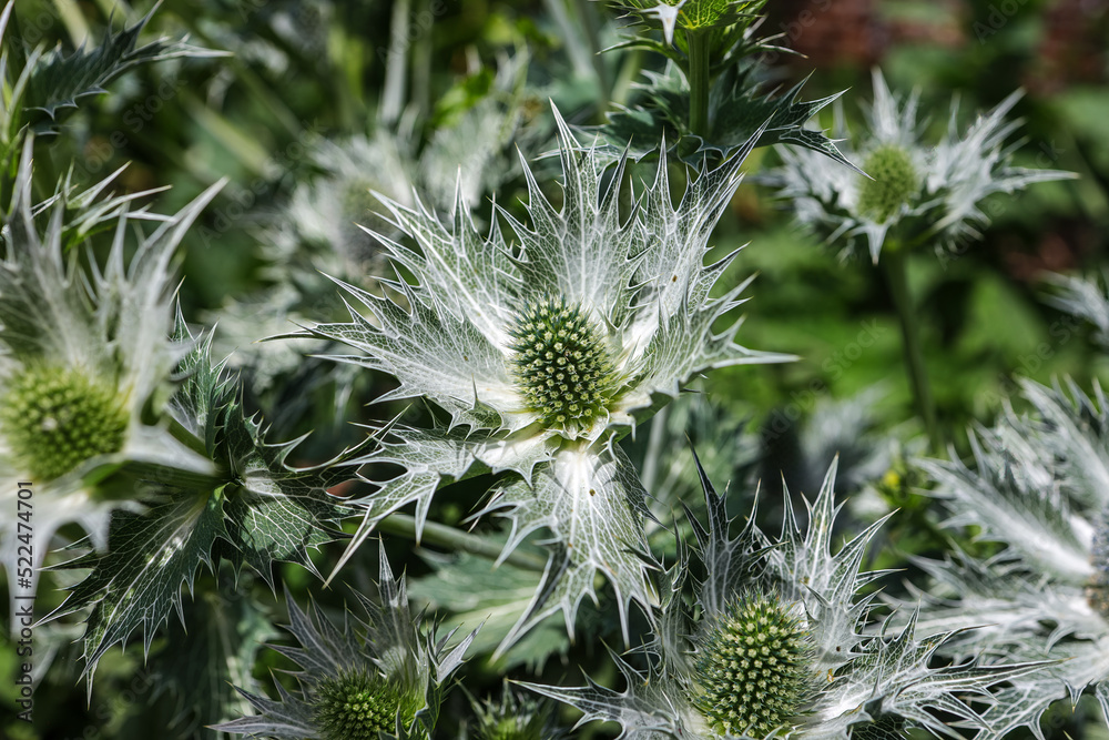 Eryngium giganteum, with the common name Miss Willmott's ghost, is a
