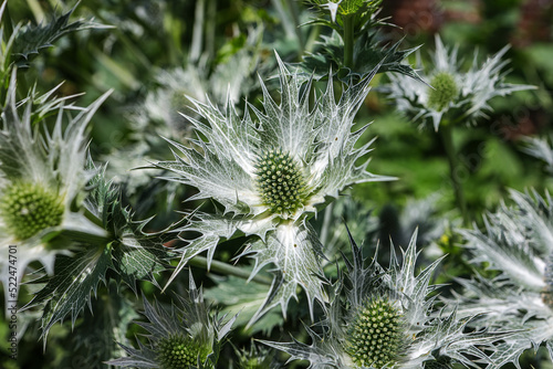 Eryngium giganteum, with the common name Miss Willmott's ghost, is a species of flowering plant in the family Apiaceae. photo