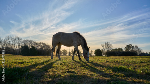 Horse in the field with the sunset in the background © DiazAragon