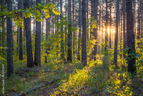 sunset in the forest