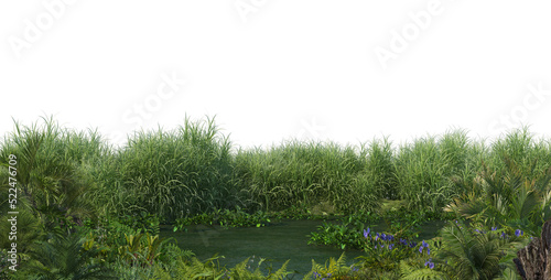 Plants on the edge of swamps on a transparent background photo