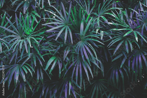 lady palm ( Rhapis excelsa (Thunb.) Henry ex rehder ), vintage purple color tone photo