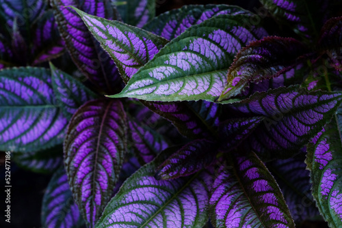 beautiful purple leaf of Persian Shield ( Strobilanthes dyerianus Mast ) photo