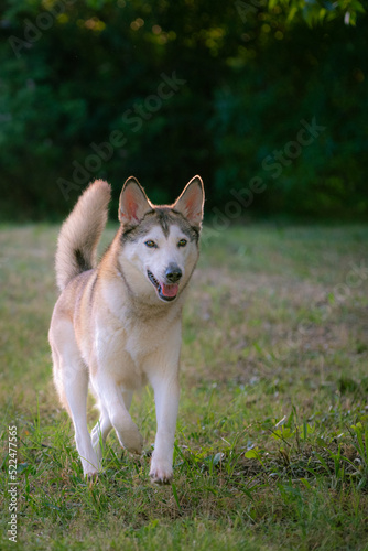 Dog running close portrait