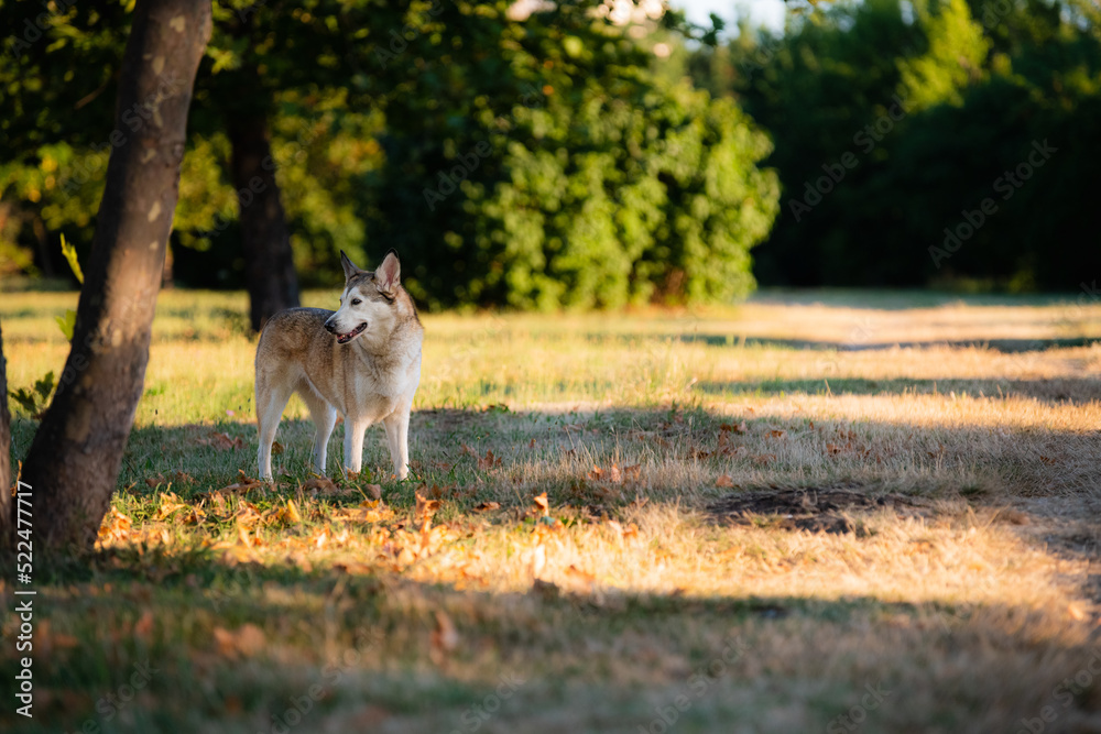 Obraz premium Dog in a park
