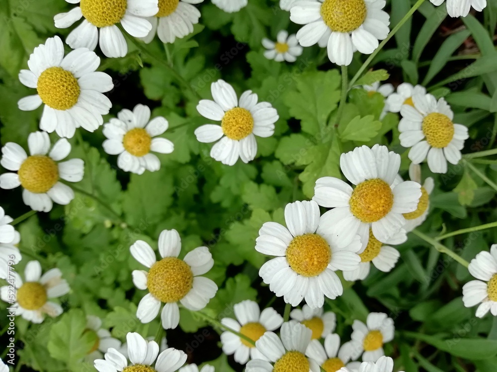 Fototapeta premium daisies in the garden on the verge of green leaves in bloom