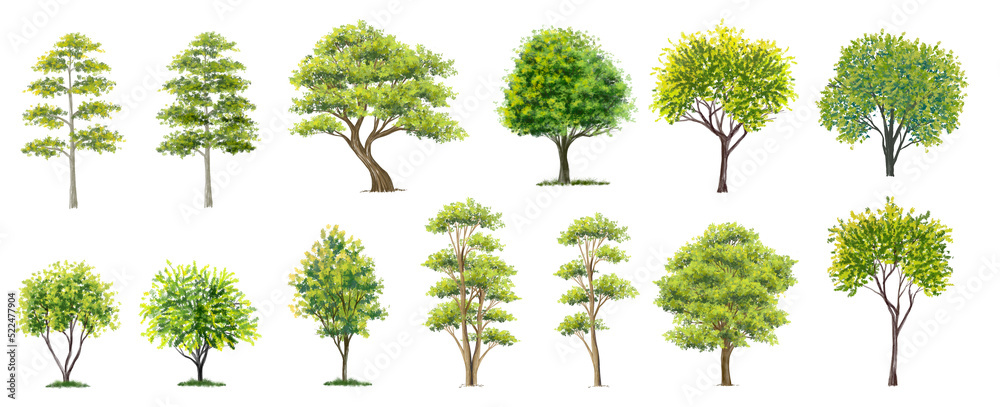 watercolor of tree side view isolated on white background for landscape  and architecture drawing, elements for environment and garden, painting botanical for section 