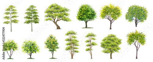 watercolor of tree side view isolated on white background for landscape  and architecture drawing, elements for environment and garden, painting botanical for section 