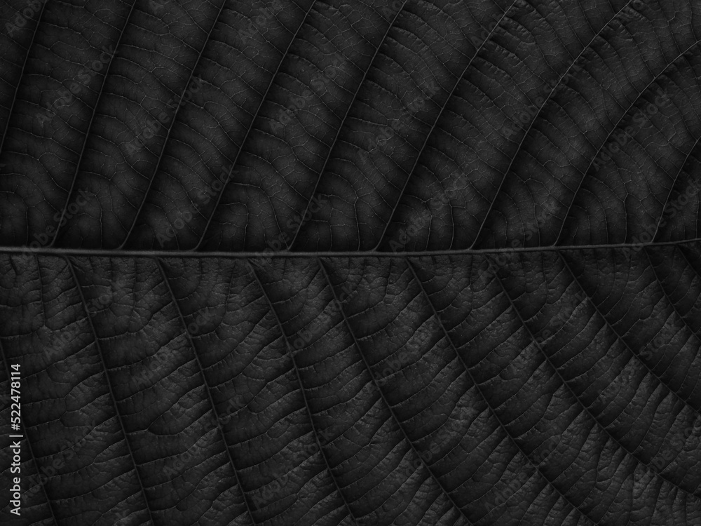 Fototapeta premium black leaf texture of natural background