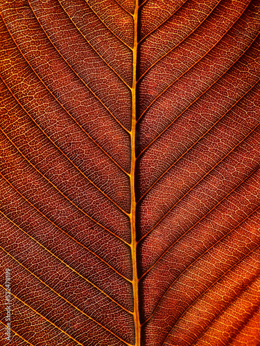 close up dry brown leaf of Elephant apple (Dillenia indica) texture photo