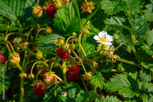 strawberries in the garden, close-up