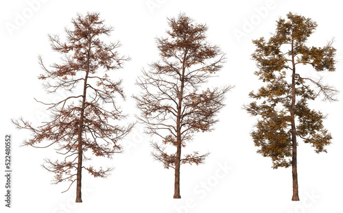 Autumn trees on a transparent background