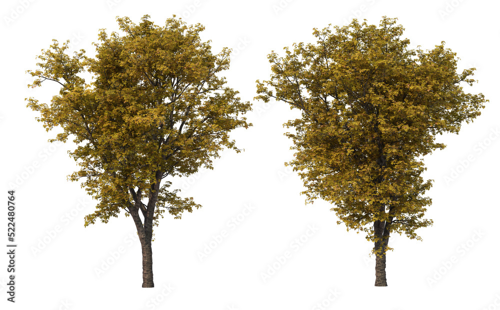 Fototapeta premium Autumn trees on a transparent background
