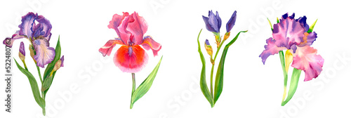 Wildflower iris flower in a watercolor style isolated. Delicate bouquet of iris flowers and eucalyptus leaves. Watercolor. Purple iris. Mother's day, plants, floral design, botanical illustration