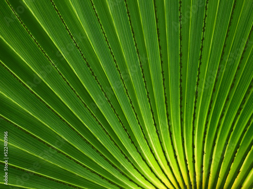 green palm leaf of Talipot Palm ( Corypha umbraculifera L. ) photo