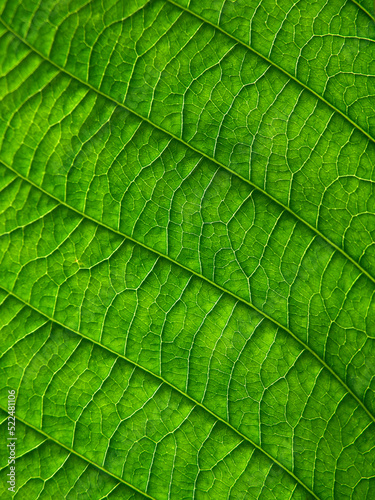 close up green leaf texture of Golden gardenia tree ( Gardenia sootepensis Hutch )