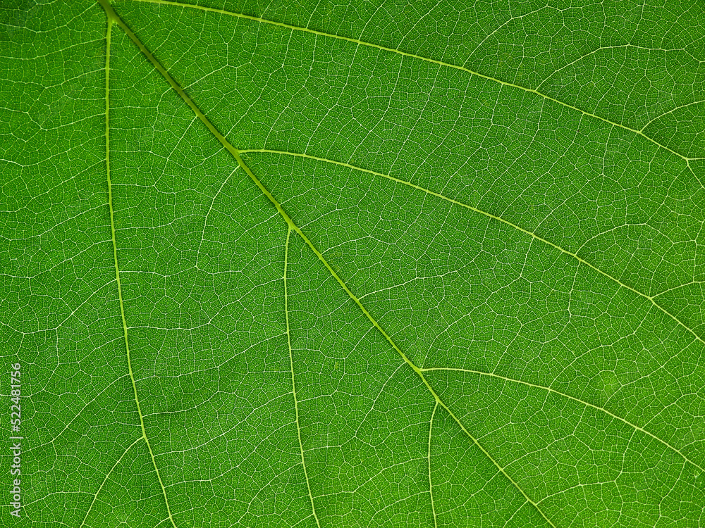 close up green leaf of Bastard teak ( Butea monosperma ) close up green leaf of Bastard teak ( Butea monosperma )