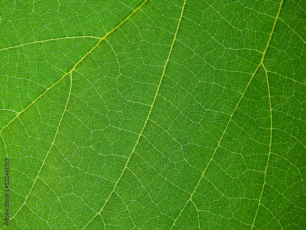close up green leaf of Bastard teak ( Butea monosperma ) close up green leaf of Bastard teak ( Butea monosperma )